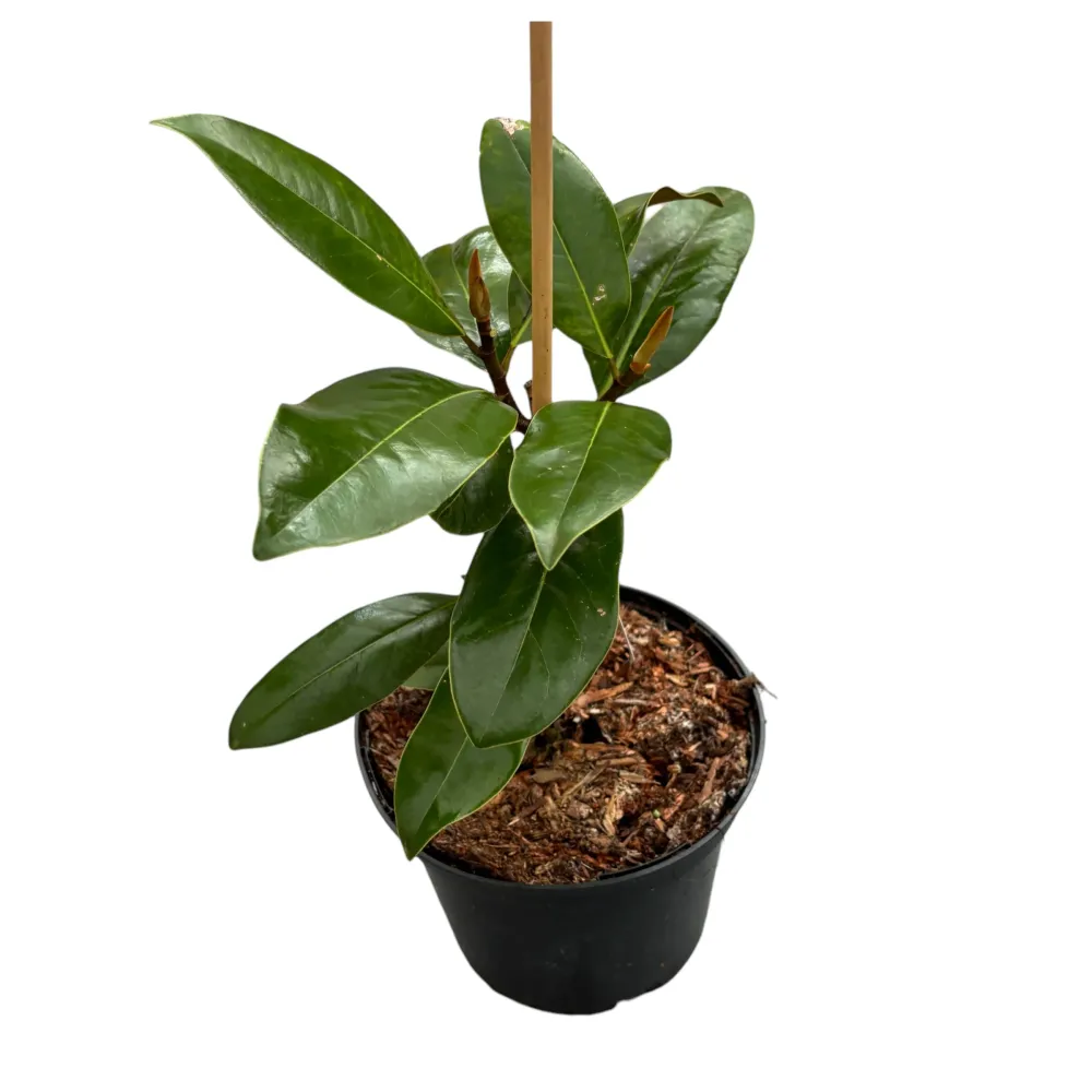 Magnolia grandiflora 'Ferruginea' - foliaj vesnic verde, flori uriase, parfumate (exemplare tinere)