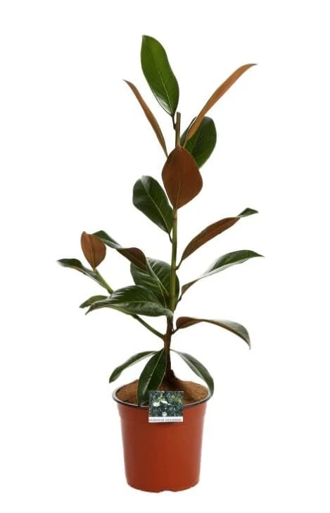 Magnolia grandiflora 'Ferruginea' - foliaj vesnic verde, flori uriase, parfumate (exemplare tinere)