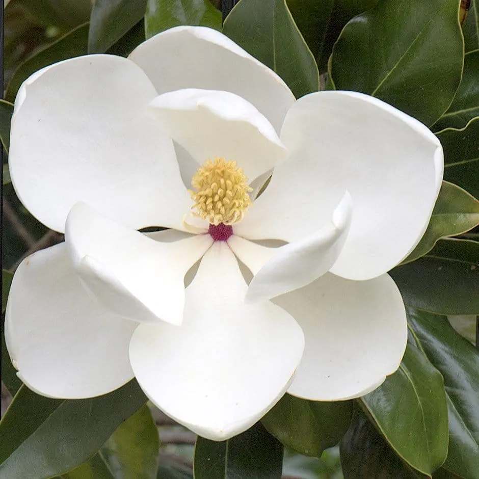 Magnolia grandiflora - foliaj vesnic verde, flori parfumate