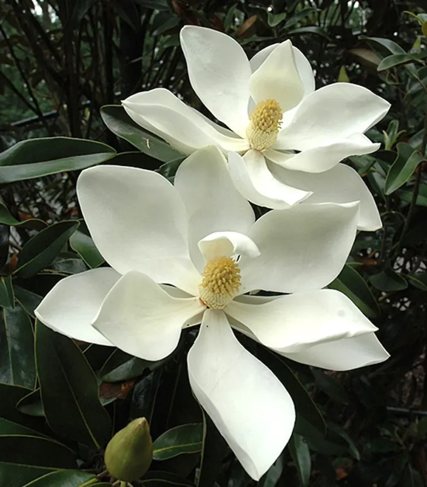 Magnolia grandiflora - foliaj vesnic verde, flori parfumate