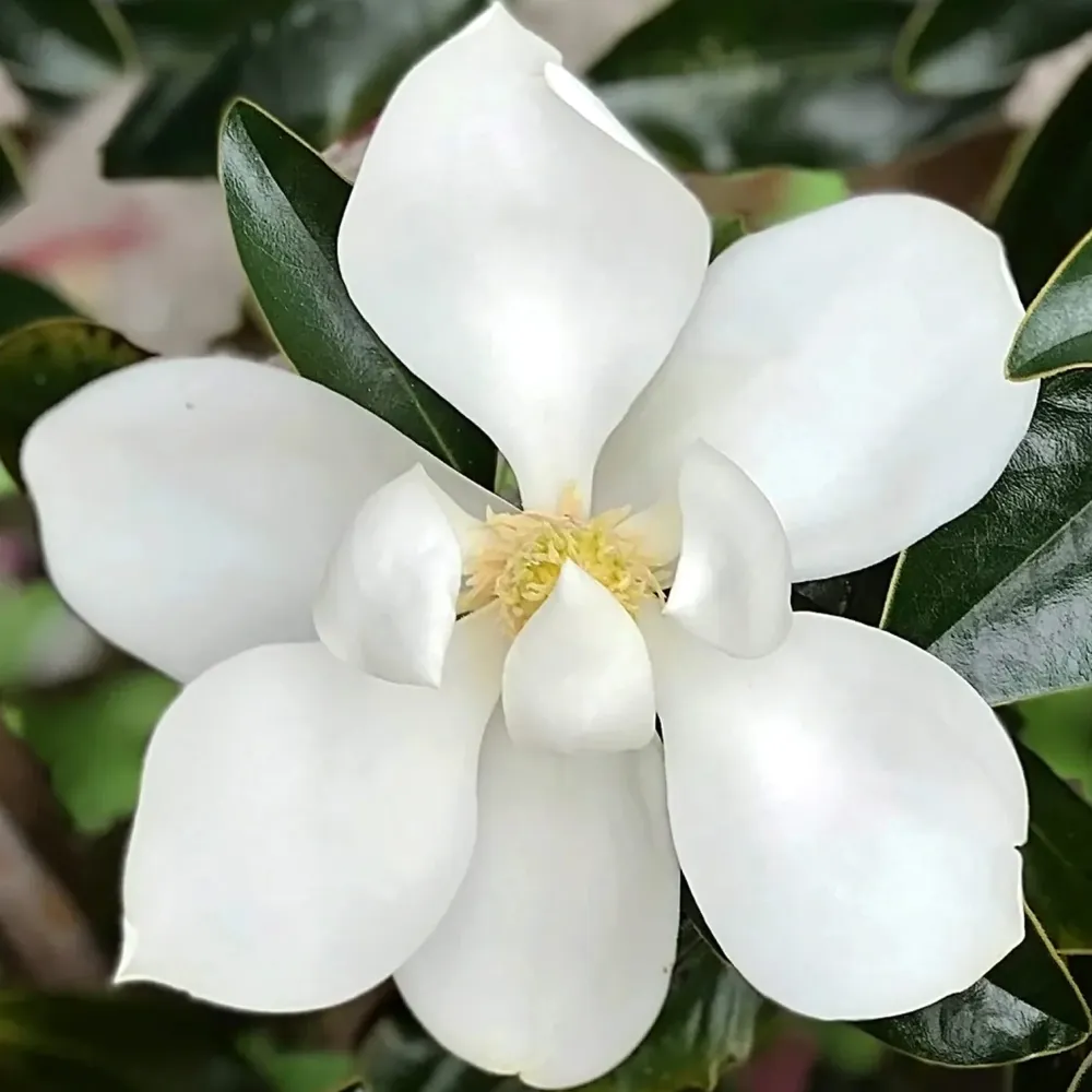 Magnolia grandiflora - foliaj vesnic verde, flori parfumate