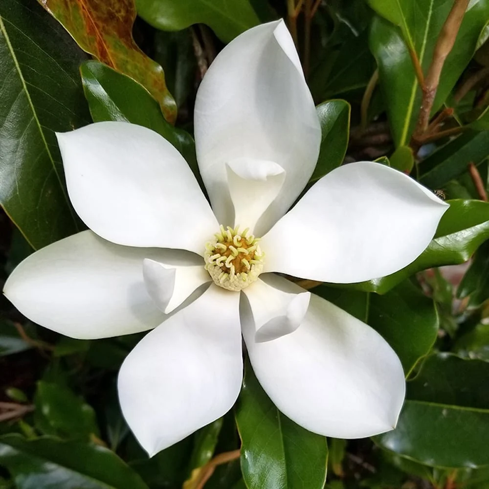 Magnolia grandiflora 'Kay Parris' - vesnic verde, flori uriase parfumate (exemplare dezvoltate)