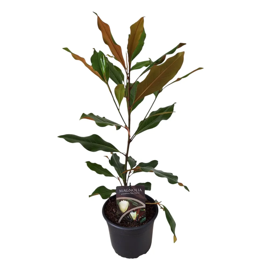 Magnolia grandiflora 'Kay Parris' - vesnic verde, flori uriase parfumate (exemplare dezvoltate)