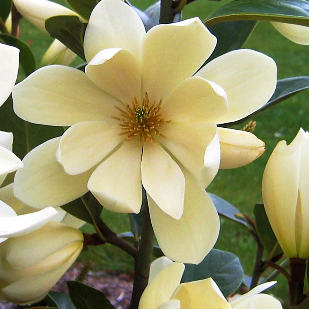 Magnolia laevifolia 'Honey Velvet' - flori parfumate D19