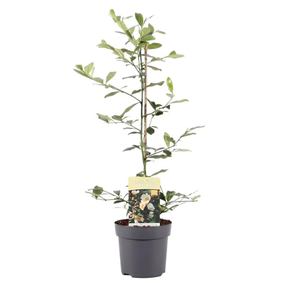 Magnolia laevifolia 'Honey Velvet' - flori parfumate D19