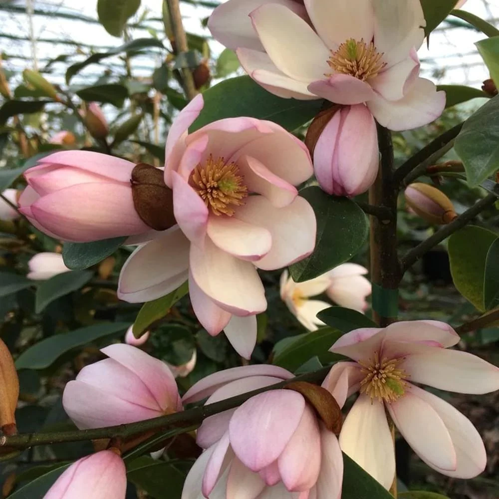 Magnolia Michelia 'Fairy Magnolia Blush' - flori parfumate D19