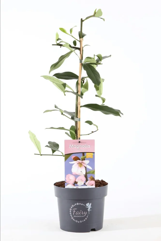 Magnolia Michelia 'Fairy Magnolia Blush' - flori parfumate D19