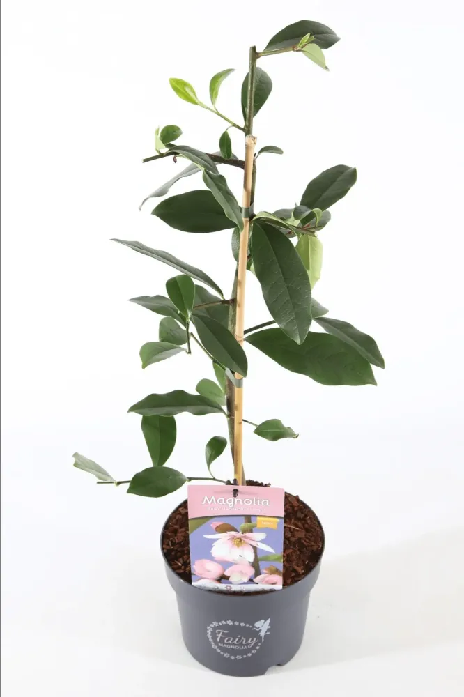 Magnolia Michelia 'Fairy Magnolia Blush' - flori parfumate D19
