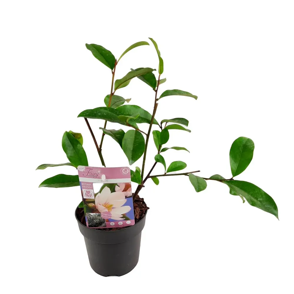Magnolia Michelia 'Fairy Magnolia Blush' - flori parfumate (H40)