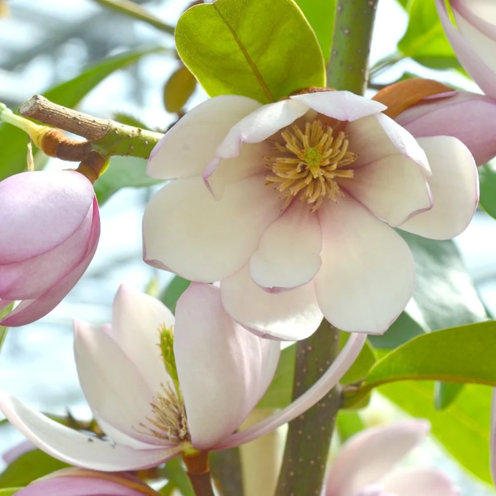 Magnolia Michelia 'Fairy Magnolia Blush' - flori parfumate (H40)