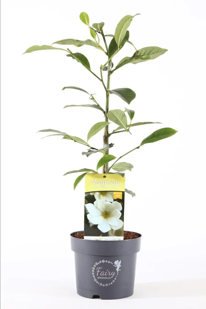Magnolia Michelia 'Fairy Magnolia Cream' - flori parfumate D19
