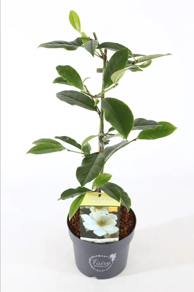 Magnolia Michelia 'Fairy Magnolia Cream' - flori parfumate D19