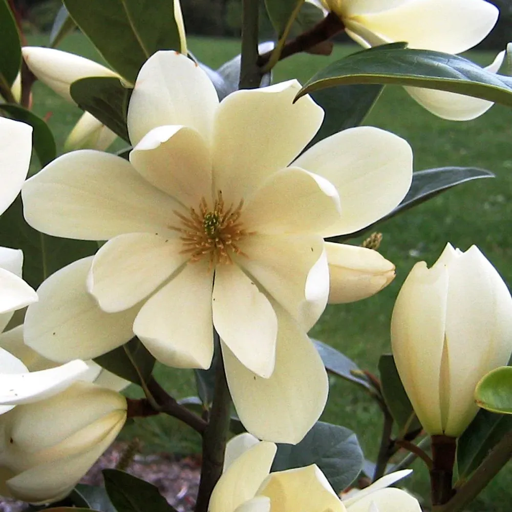 Magnolia Michelia 'Fairy Magnolia Cream' - flori parfumate (H40)