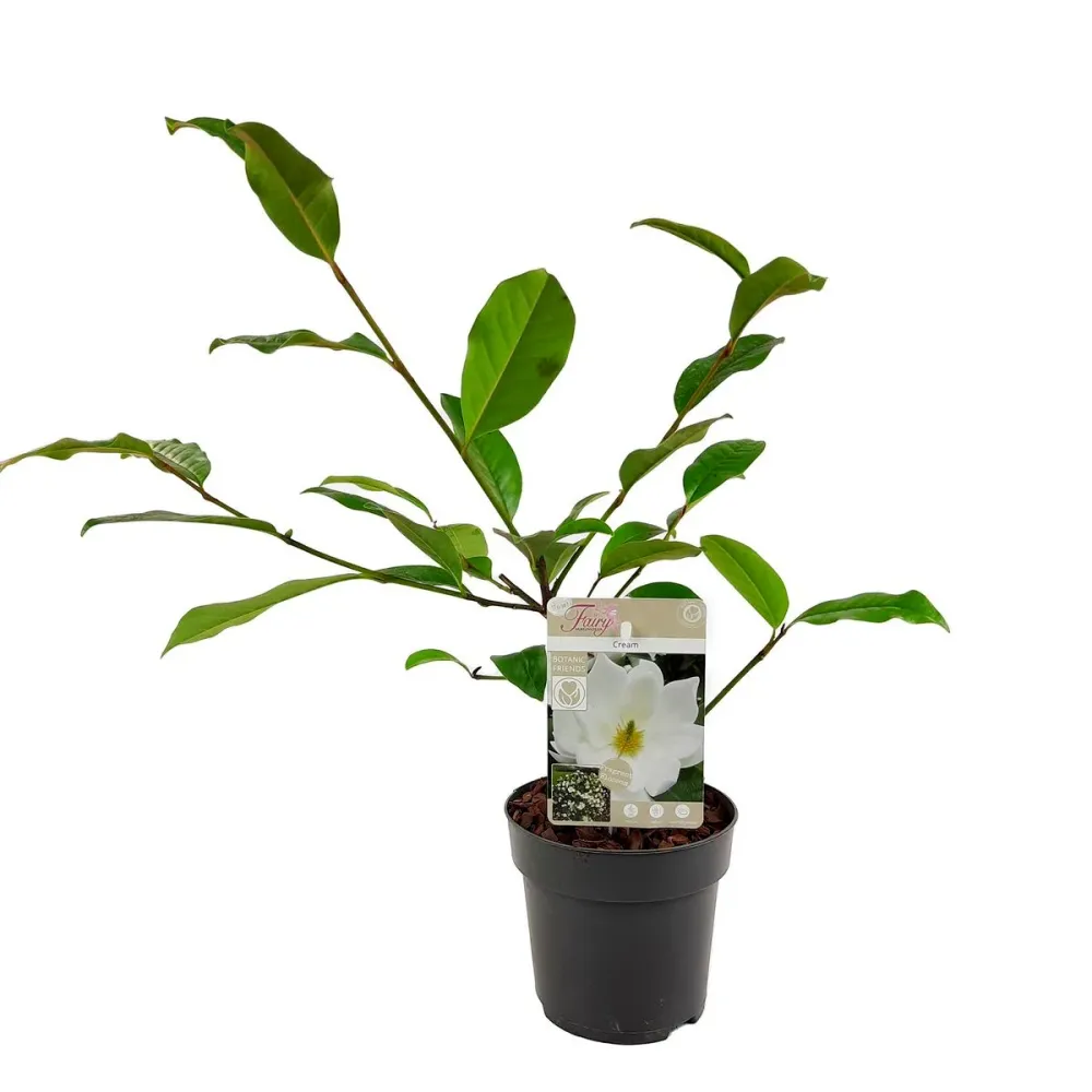 Magnolia Michelia 'Fairy Magnolia Cream' - flori parfumate (H40)