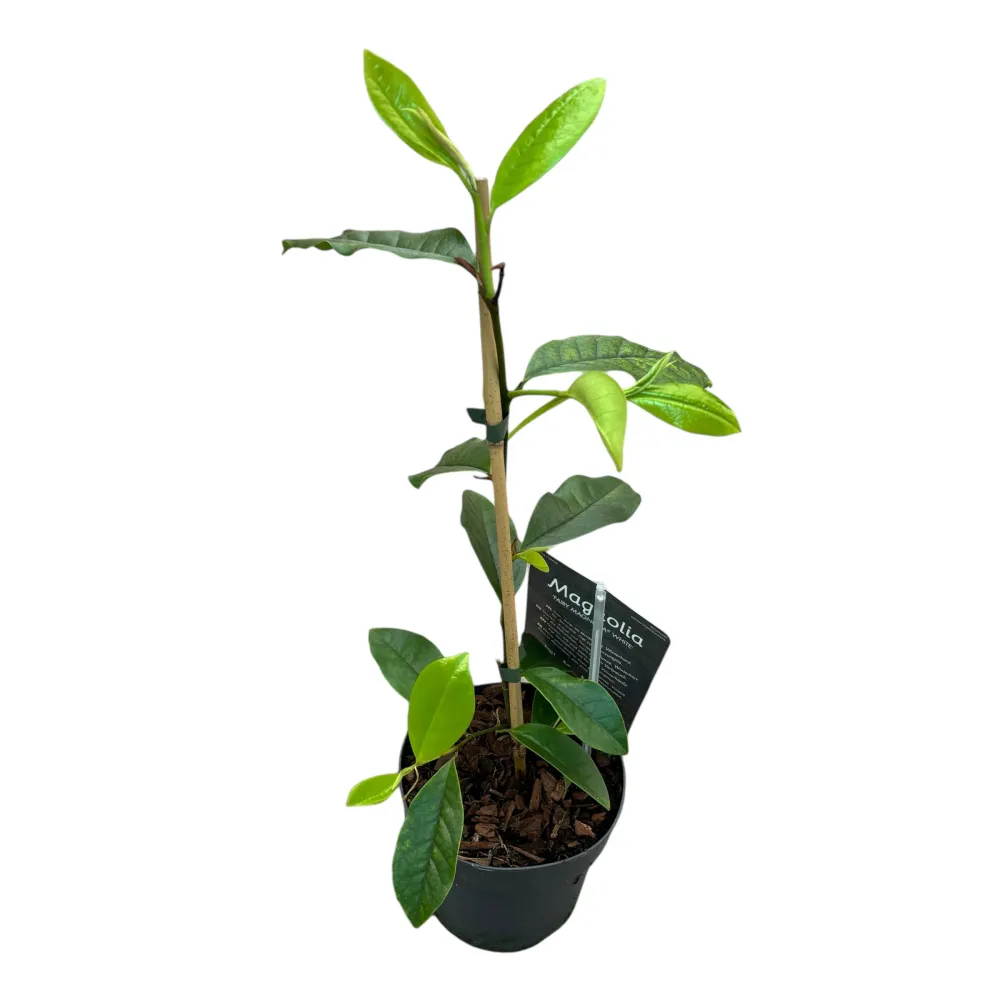 Magnolia Michelia 'Vanilla Pearls' (White) - flori parfumate (H40)