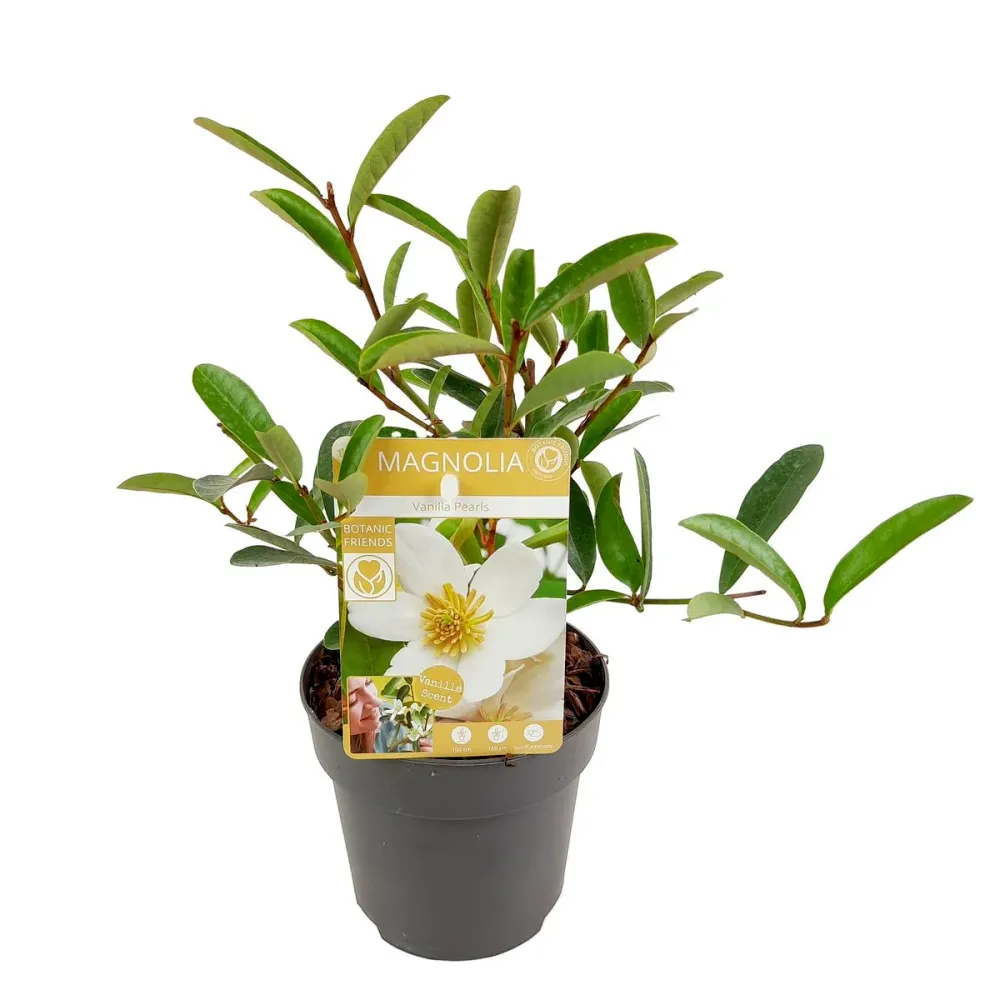 Magnolia Michelia 'Vanilla Pearls' (White) - flori parfumate (H40)