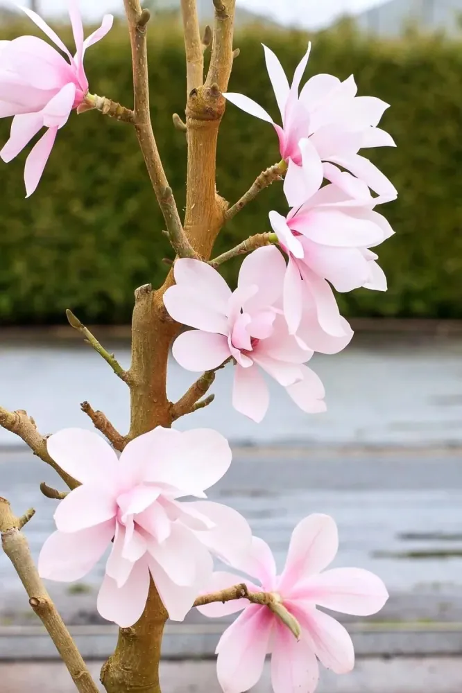Magnolia 'Pink Beauty'