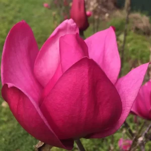 Magnolia 'Pink Pyramid'