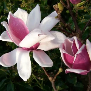 Magnolia 'Satisfaction'