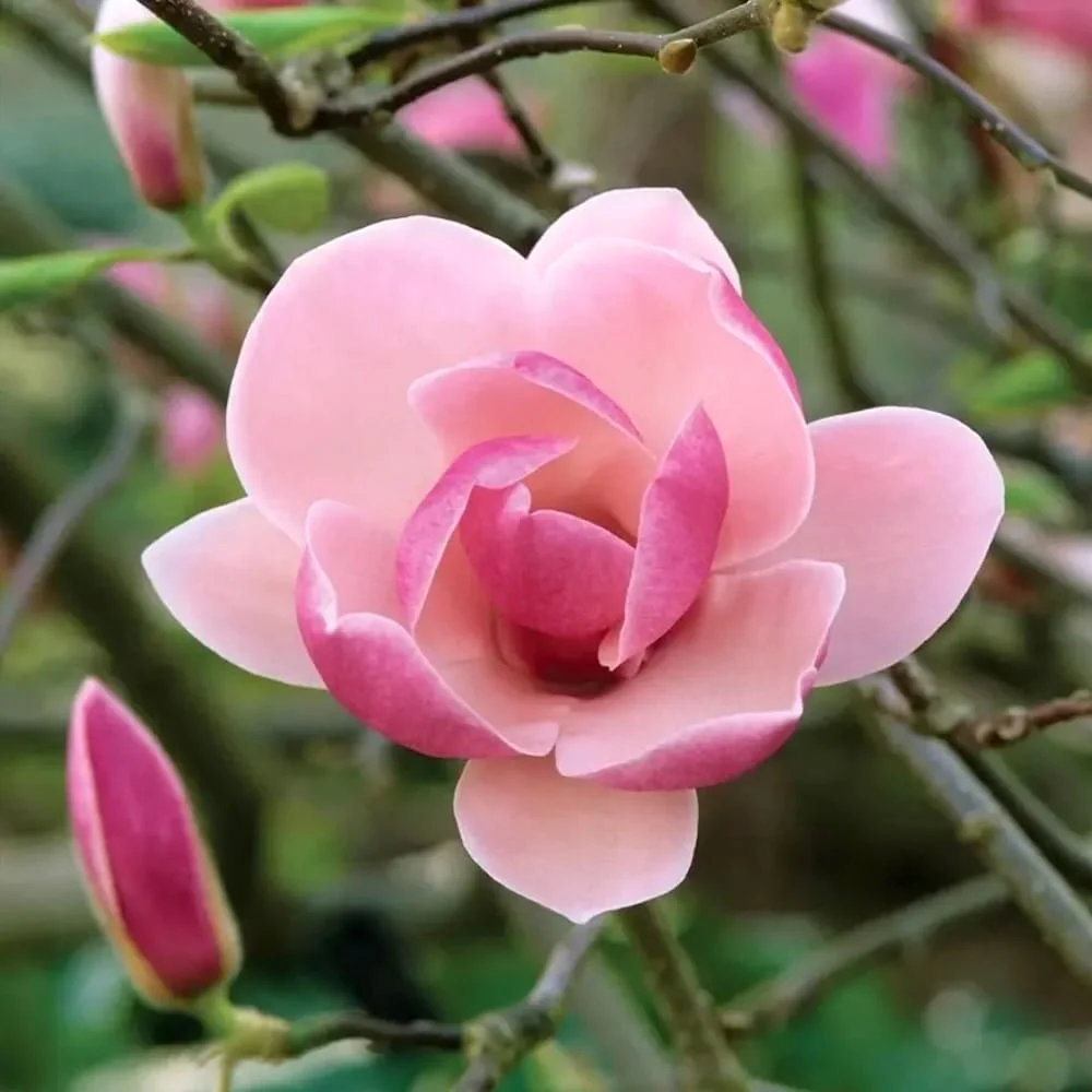 Magnolia 'Satisfaction'