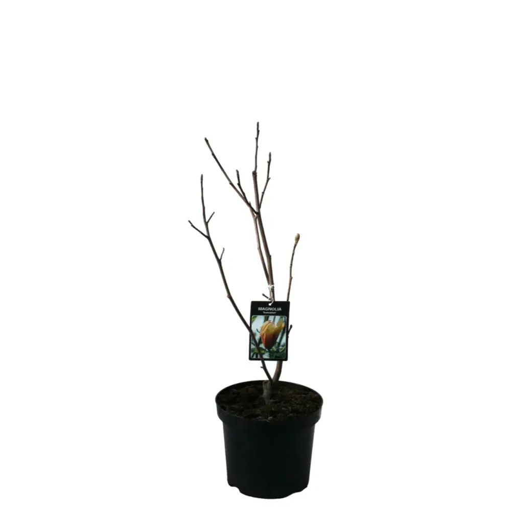 Magnolia 'Sunspire'