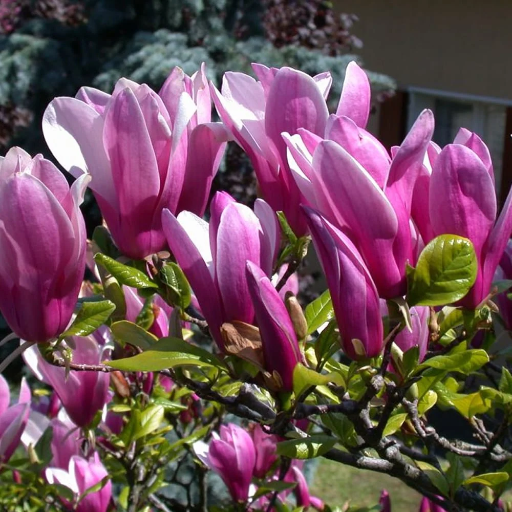Magnolia 'Susan' - flori mari, parfumate