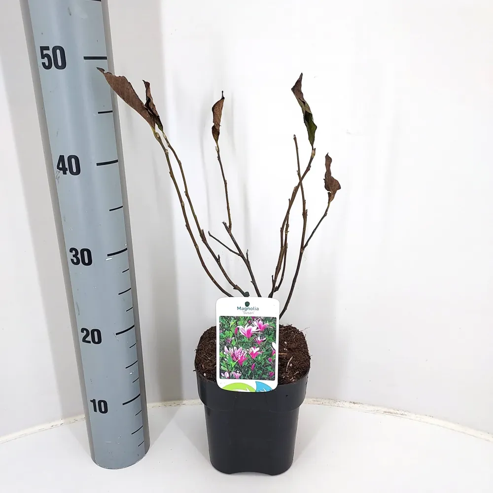 Magnolia 'Susan' - flori mari, parfumate