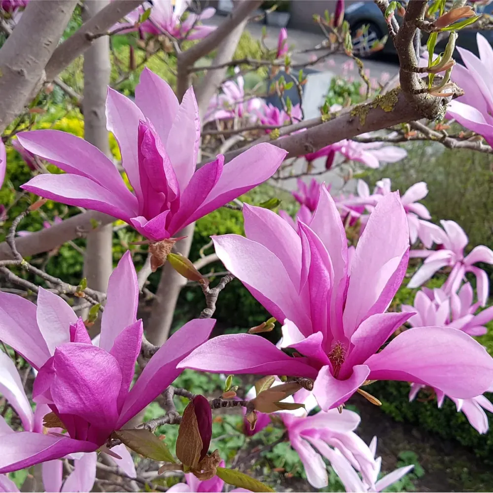 Magnolia 'Susan' - flori mari, parfumate
