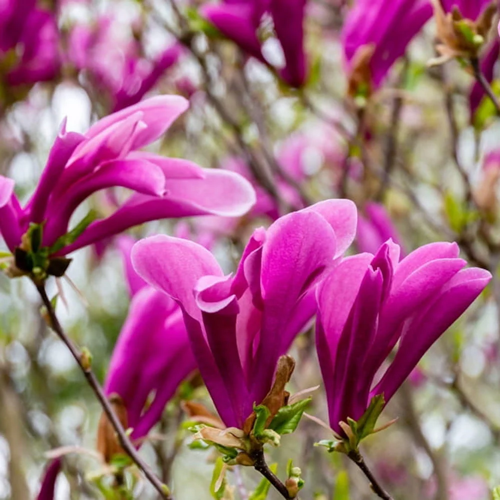 Magnolia Susan H100 cm - flori parfumate