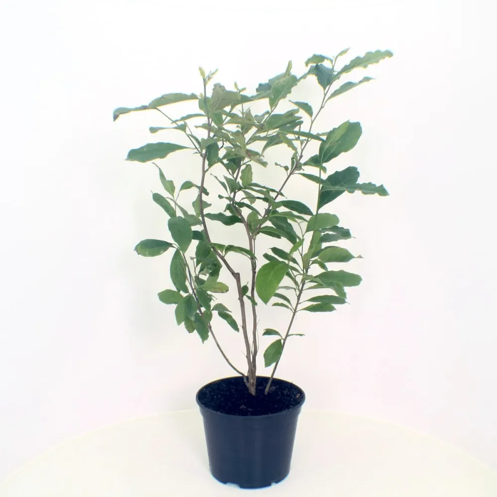 Magnolia Susan H100 cm - flori parfumate