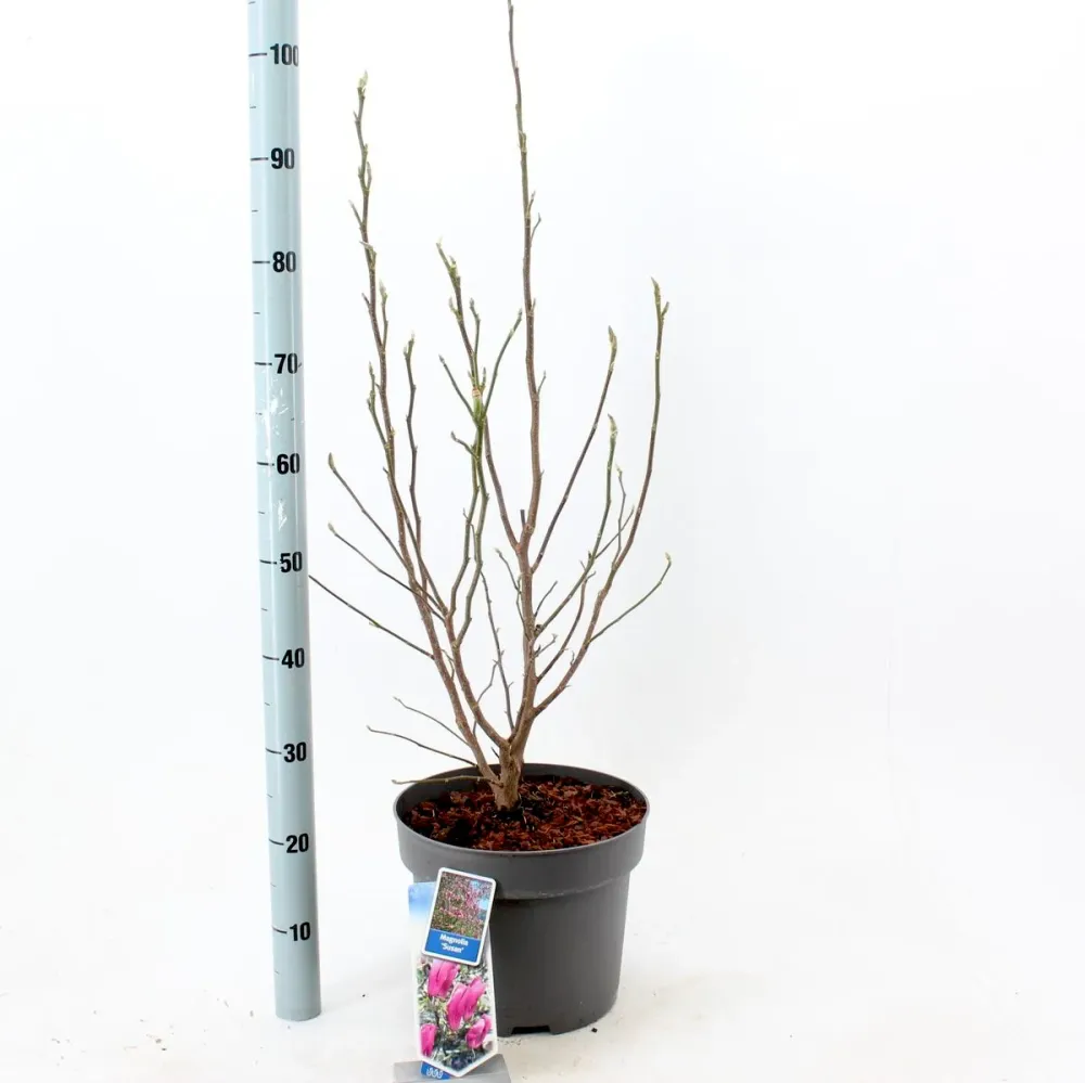 Magnolia Susan H100 cm - flori parfumate