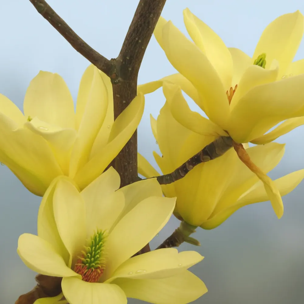Magnolia 'Yellow Lantern' - flori galbene parfumate