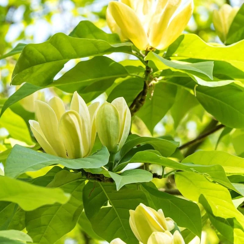 Magnolia 'Yellow Lantern' - flori galbene parfumate