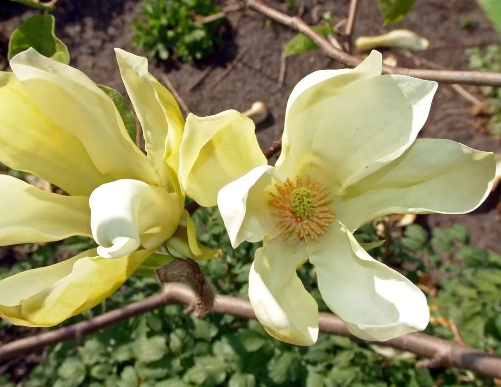 Magnolia 'Yellow Lantern' - flori galbene parfumate