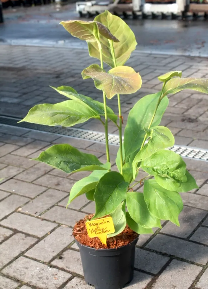 Magnolia 'Yellow Lantern' - flori galbene parfumate