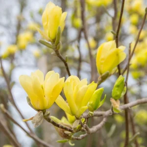 Magnolia Yellow River H130 cm - flori galbene parfumate