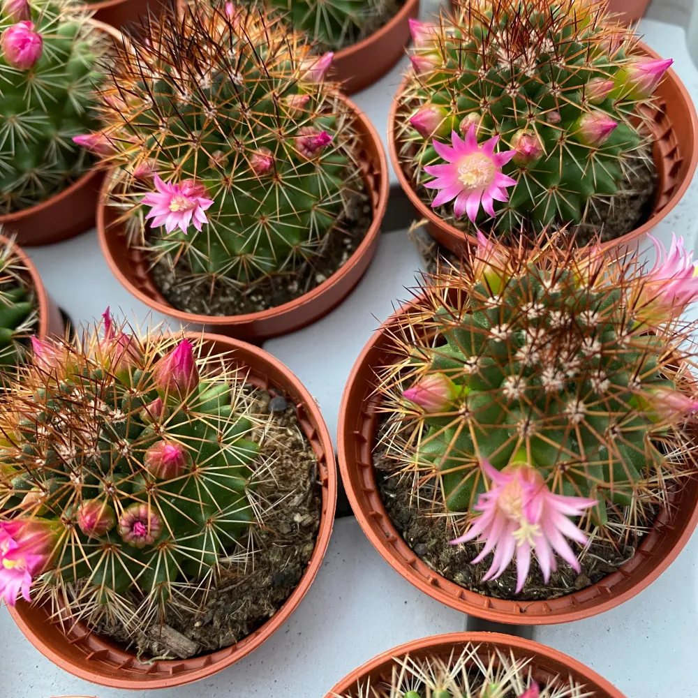 Mammillaria backebergiana subsp. ernestii