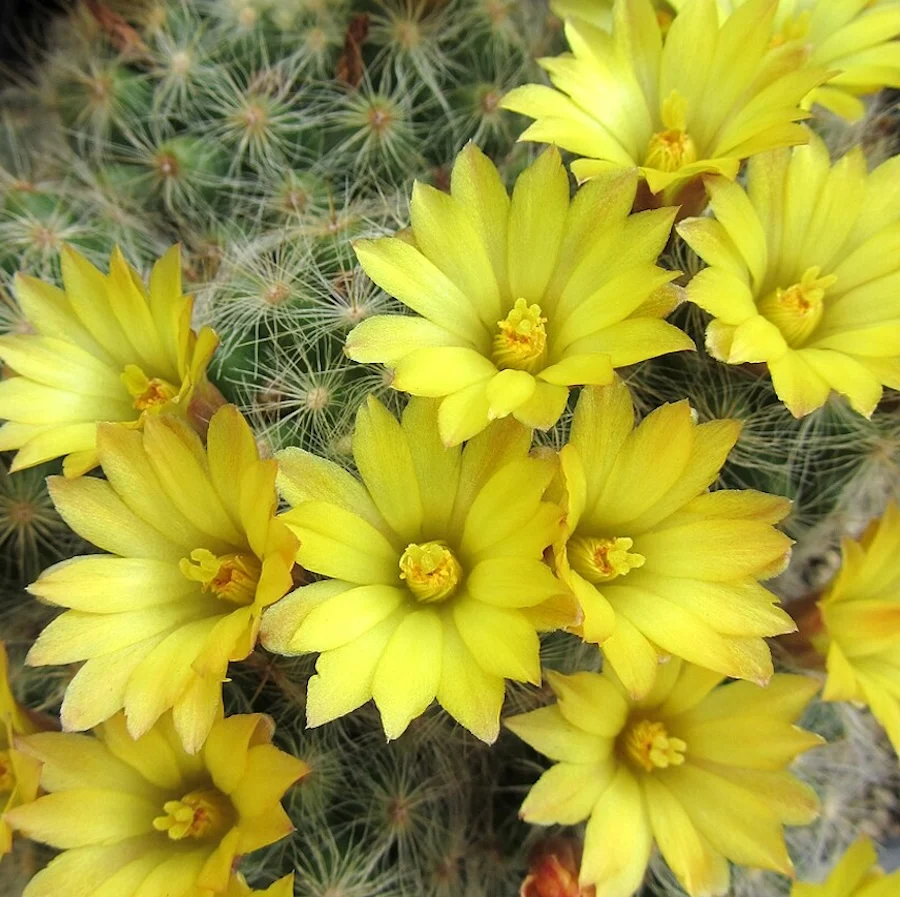 Mammillaria baumii
