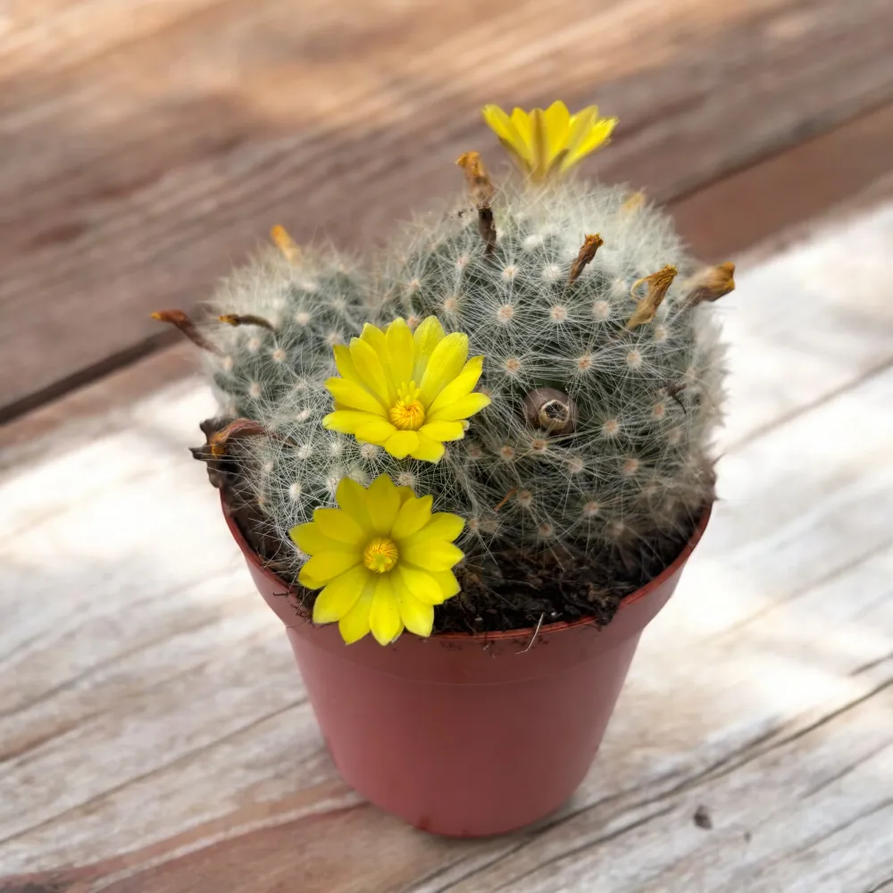 Mammillaria baumii