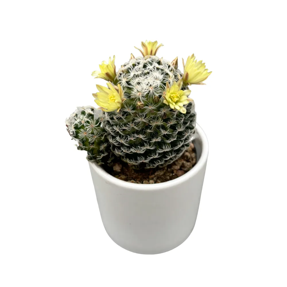 Mammillaria duwei