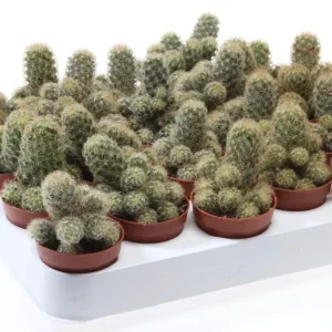 Mammillaria elongata Yellow (Ladyfinger Cactus)