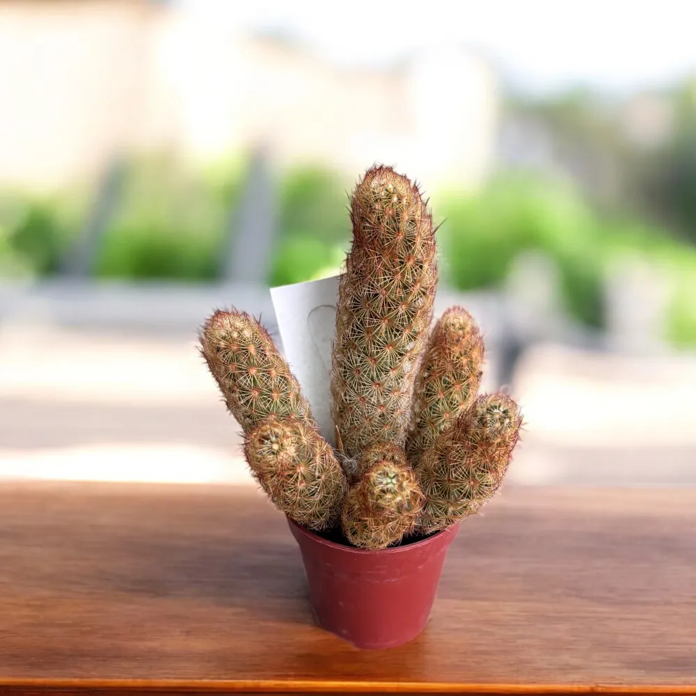 Mammillaria elongata Yellow (Ladyfinger Cactus)