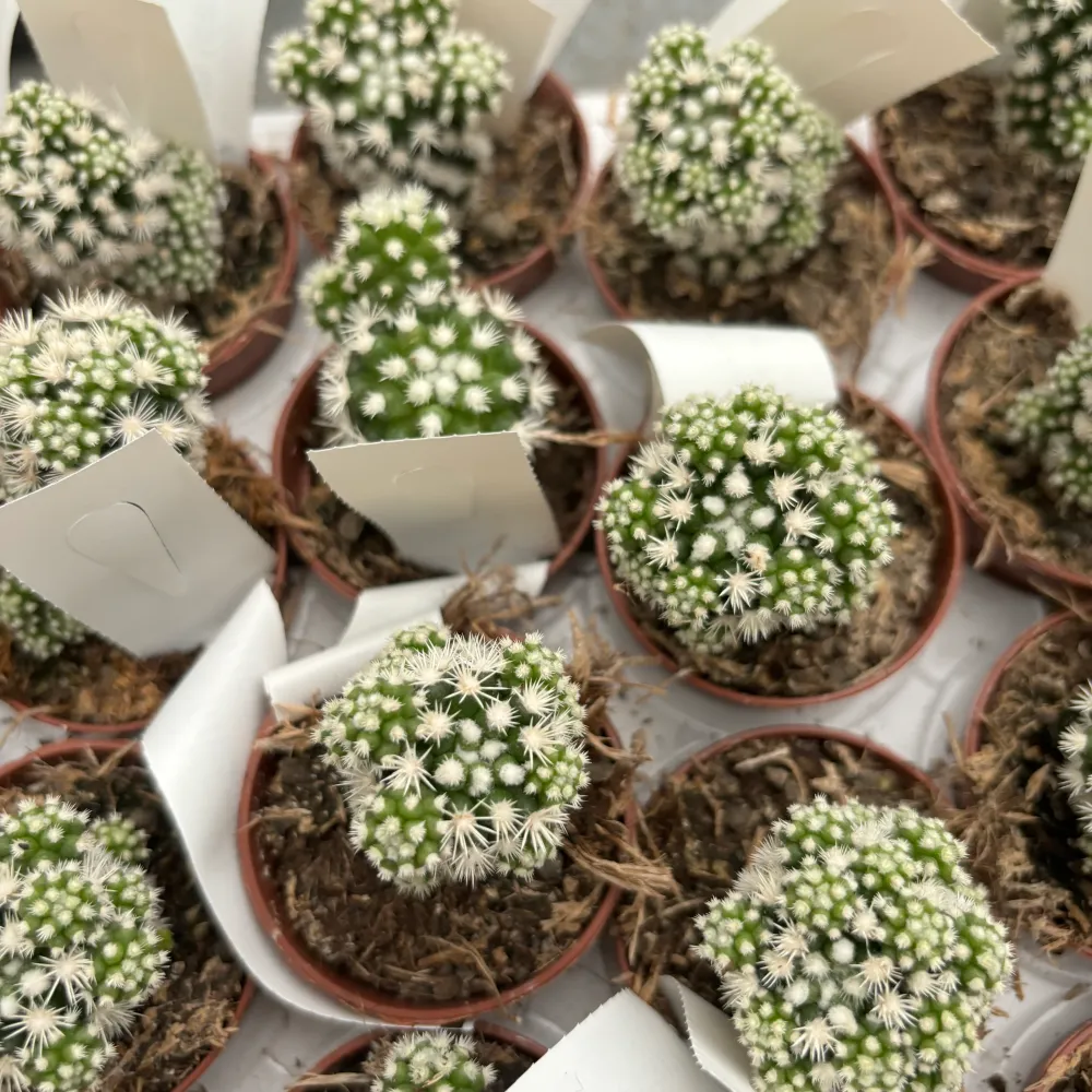 Mammillaria gracilis cv. Arizona Snowcap