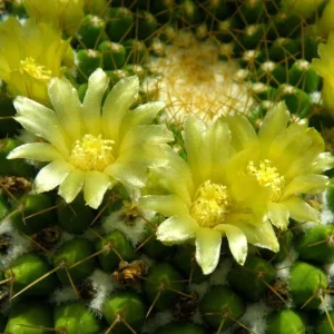 Mammillaria marksiana
