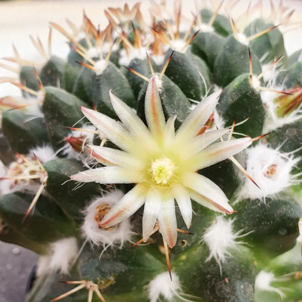 Mammillaria nejapensis – cactus de colectie, compact