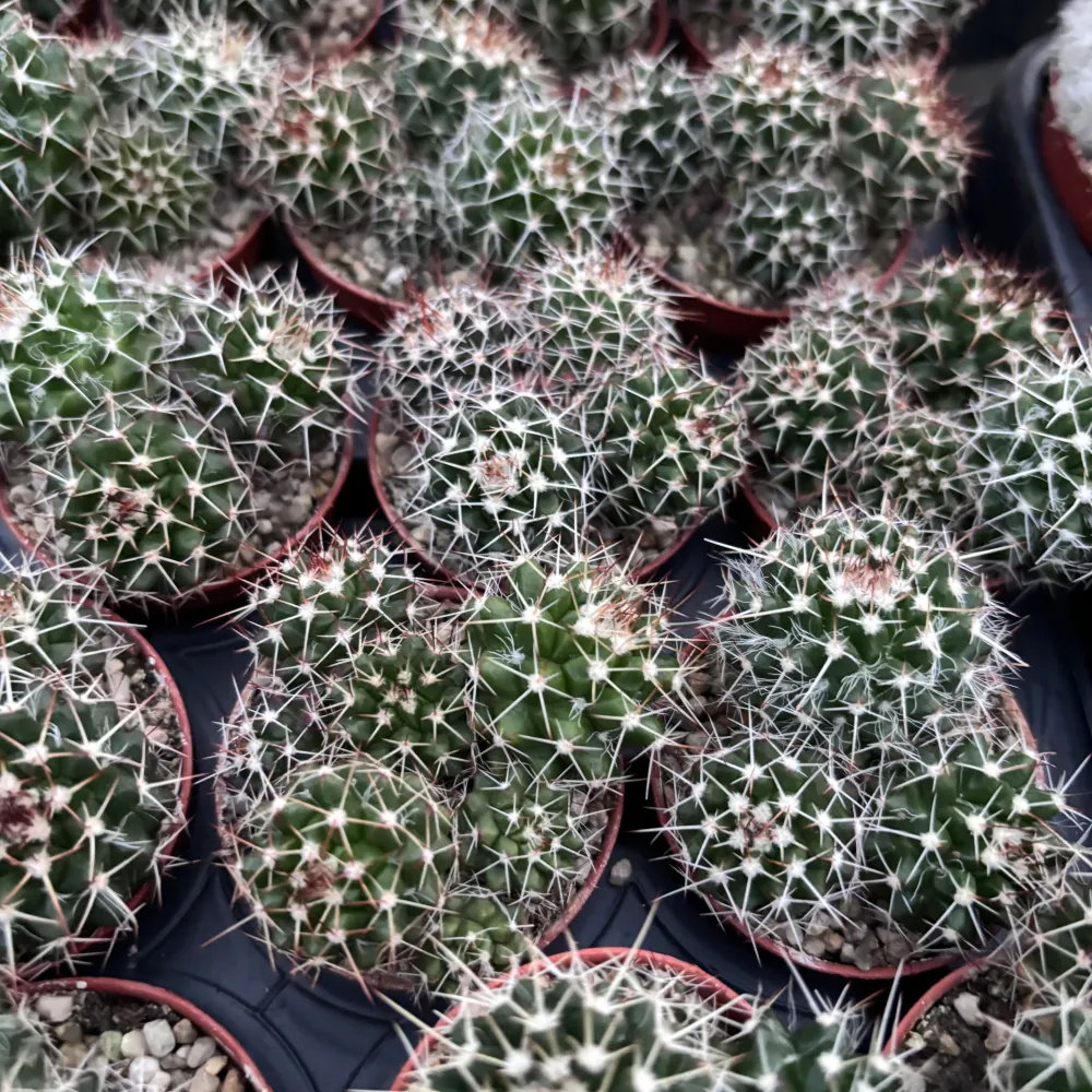 Mammillaria nejapensis – cactus de colectie, compact