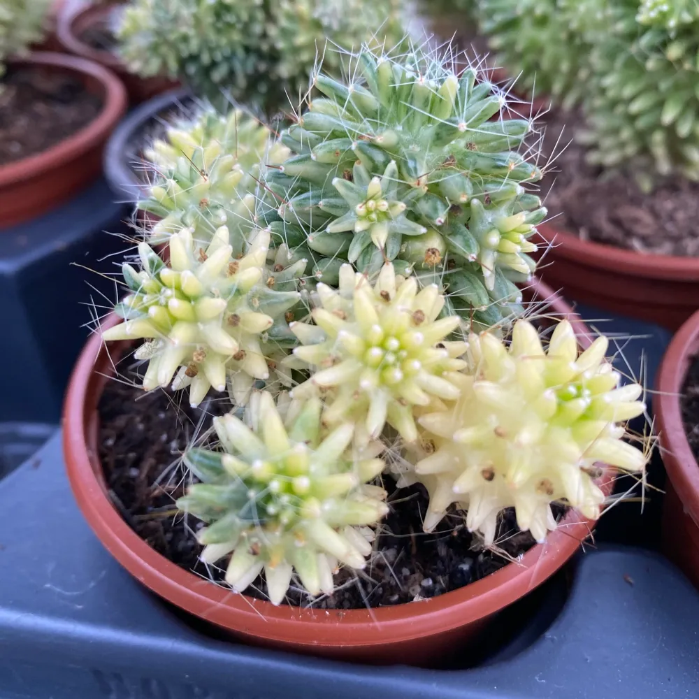 Mammillaria painteri variegata