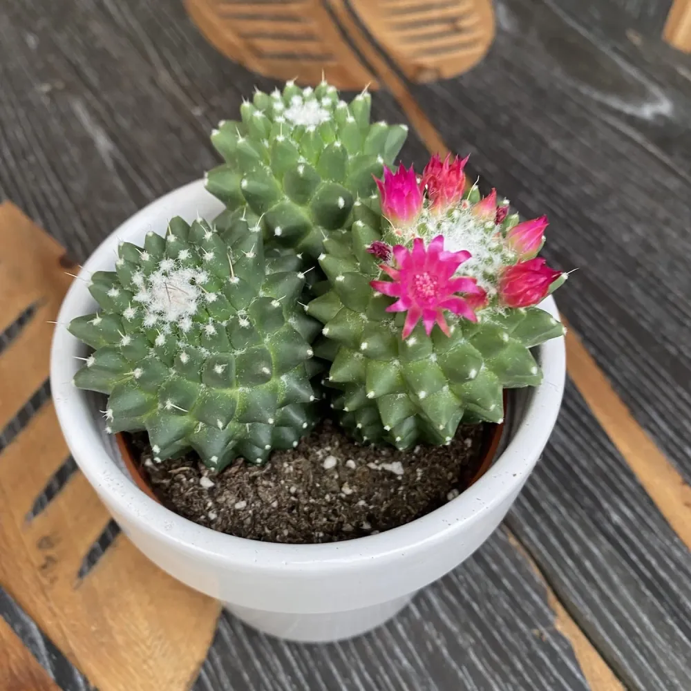 Mammillaria polythele 'Toluca' (3plante/ghiveci)