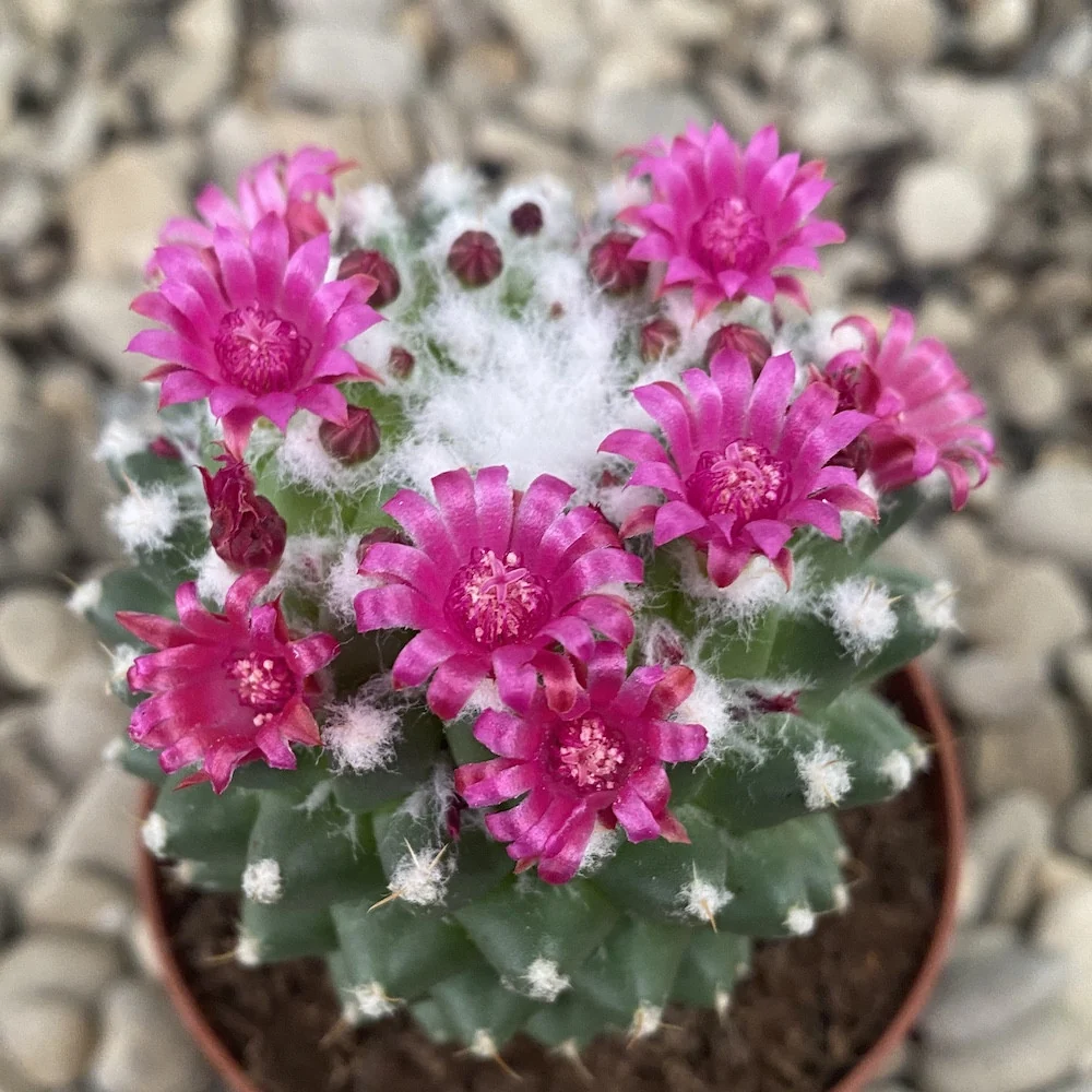 Mammillaria polythele 'Toluca' (3plante/ghiveci)