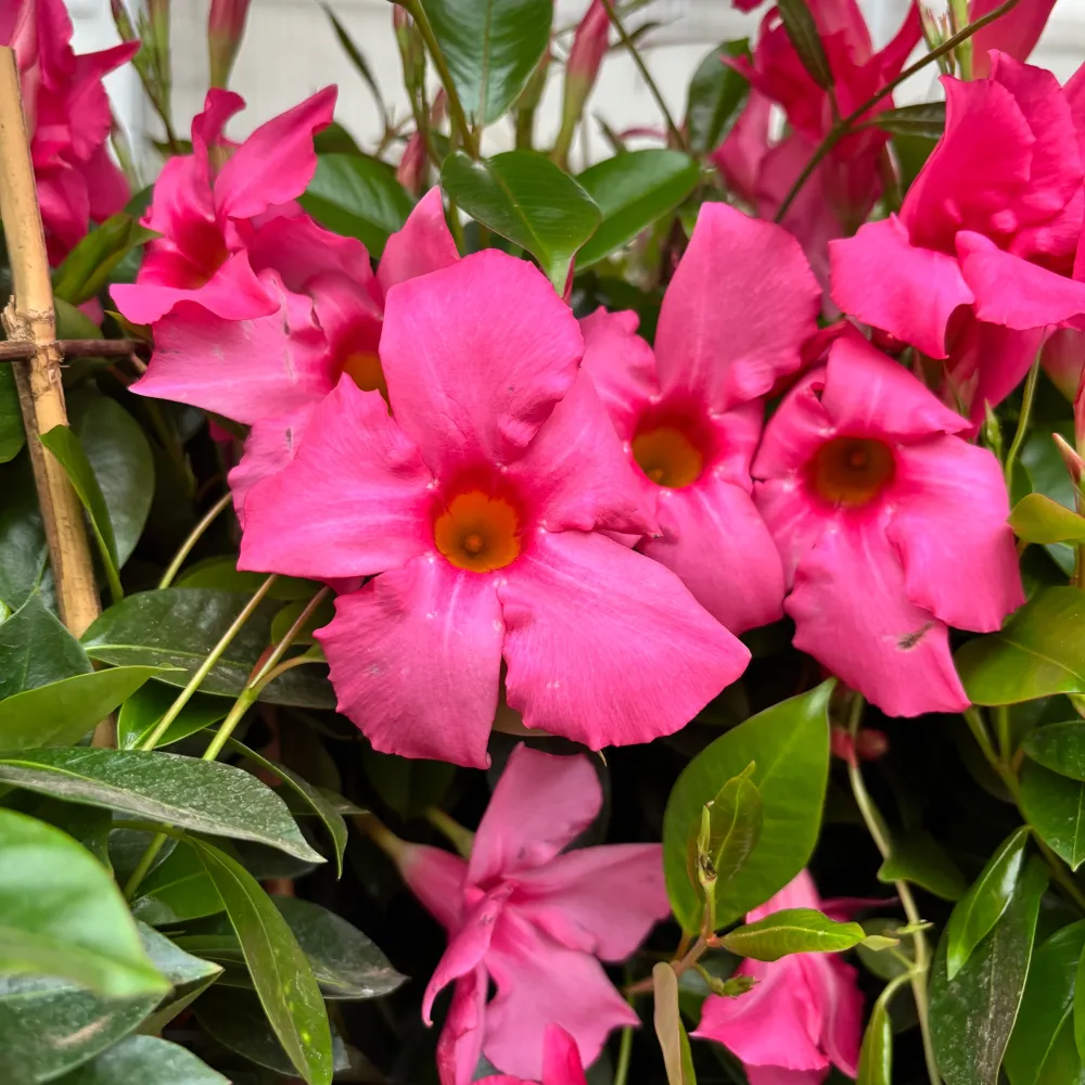 Mandevilla Diamantina Opale ‘Fuchsia Flamme’ (Dipladenia roz - Iasomnia braziliana)